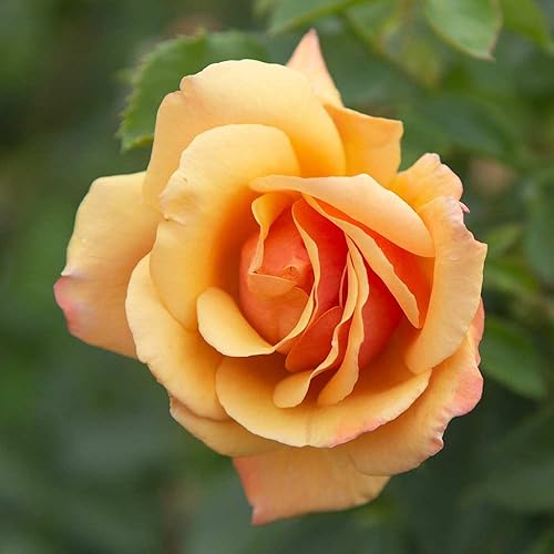 Miniatura 2 de Heirloom Roses Arbusto de rosa de raíz propia - Belle Époque planta de rosas fragantes para plantar al aire libre