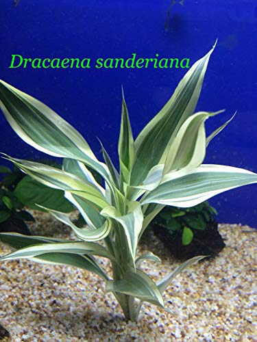 SANHOC Dracaena sanderiana Bundle Live Aquatic Plant B138