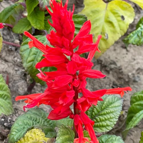 Semillas de de salvia de fuego (Salvia Splendens)、plantar semillas,jardín interior jardín decorativo 250pcs