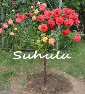 50 Unids Rosal, Rare White Rose Semillas, Semillas De ÁRboles Bonsai Semillas De Flores, Rosa ÁRbol Planta BalcÓN Y Yarda En Maceta para El Hogar JardÍN De PlantaciÓN