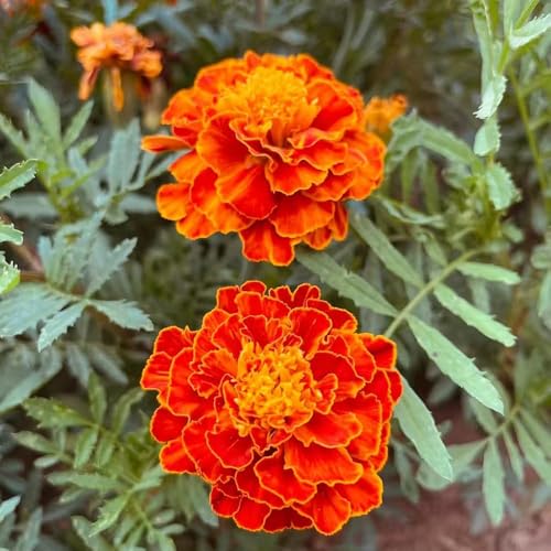 Semillas de Tagetes - perennes de jardín rocas resistentes caléndulas para balcón semillas perennes resistentes al aire libre caléndulas jardín cubierta 1200pcs