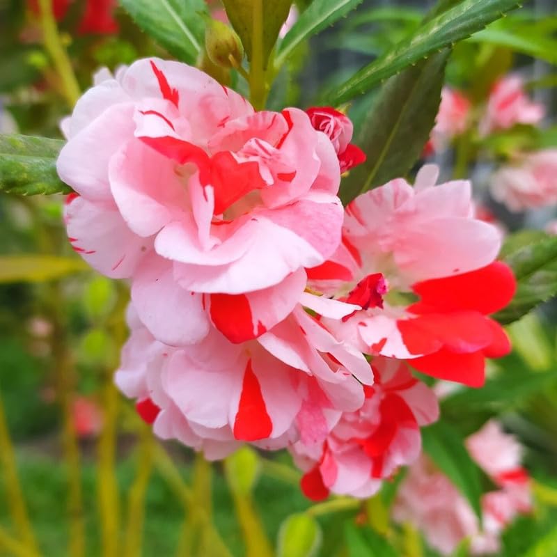 See full amazon price history chart for Balsam flower seeds double petal - Mixed colour double balsam flower - Pack of 138 Balsam flower seeds double petal - Mixed colour double balsam flower - Pack of 138 (B0CV62VTTS) Amazon Price History, Amazon Price Tracker