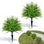 Boston Fern