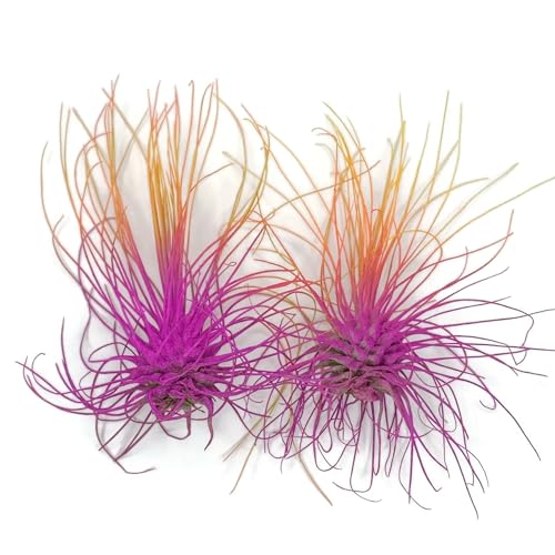 Image of Thin Air Plant, Guatemala Tillandsia Live Airplant, Healthy Arrival Guaranteed, Great Indoor Plant, Home Decor & Gift (2 Rainbow #3)