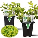 Clovers Garden Duranta Yellow Plants - Two (2) Live Plants - 4" to 8" Tall