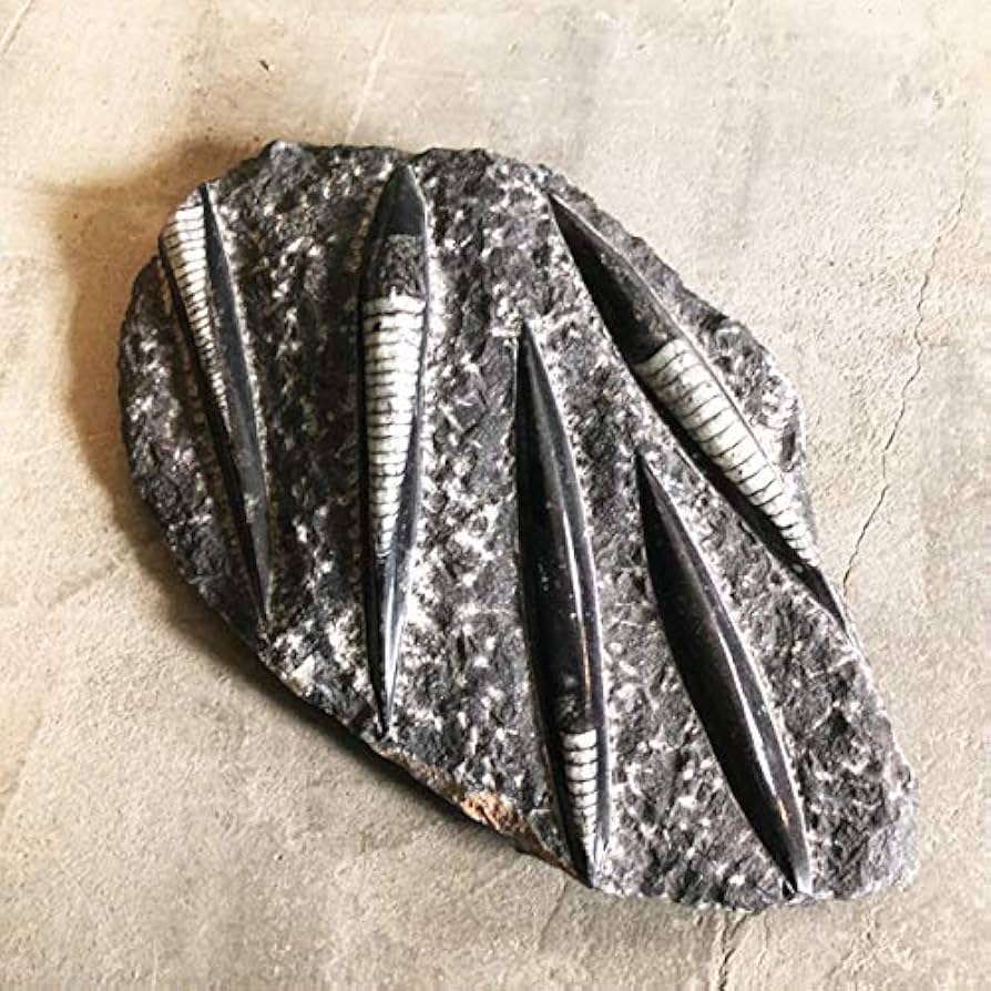 オルソセラスの化石のオブジェ ef4a970e95a2f78dd235fdb7e78bdb