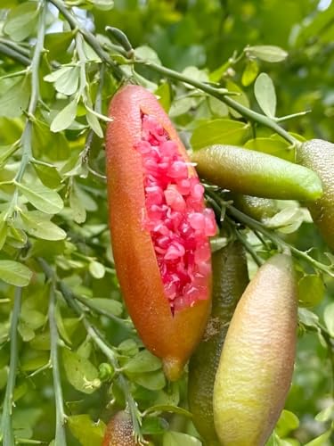 Image of Red Finger Lemon Fruit Tree Plant - Sweet, Tastyy, Healthy Live Plant for Home Garden | Indoor & Outdoor Planting | Easy to Grow, Fresh Citrus Fruit Tree (Pack of 1)