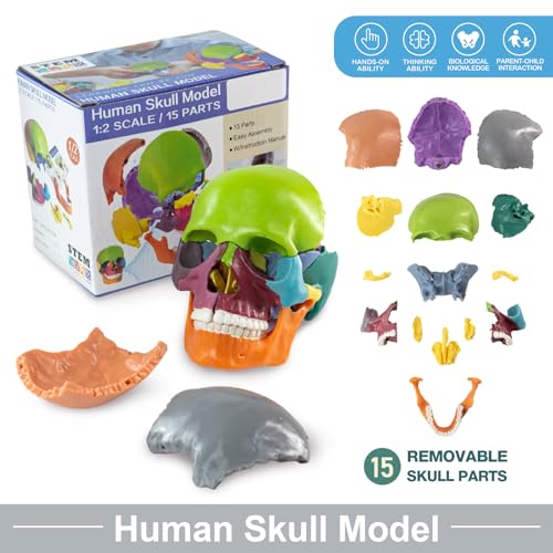 Merinden Mini Human Skull Model - 15-Part Half-Size Color-Coded Anatomy Model with Manual - Educational Detachable Skull for Medical Anatomy and Physiology Study Research Teaching Display - Thumbnail 2