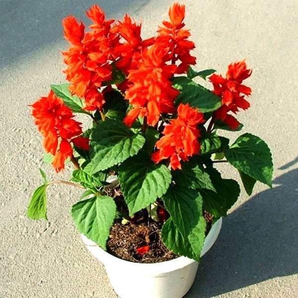 PlantaZee Salvia Plant, Scarlet Sage, Red Salvia Salvia splendens Flower (B0BFLFY8V4) Amazon Price History, Amazon Price Tracker