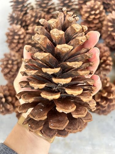 25 PCS Natural Assorted Georgia Pine Cones, Pinecone Ornaments, Rustic...