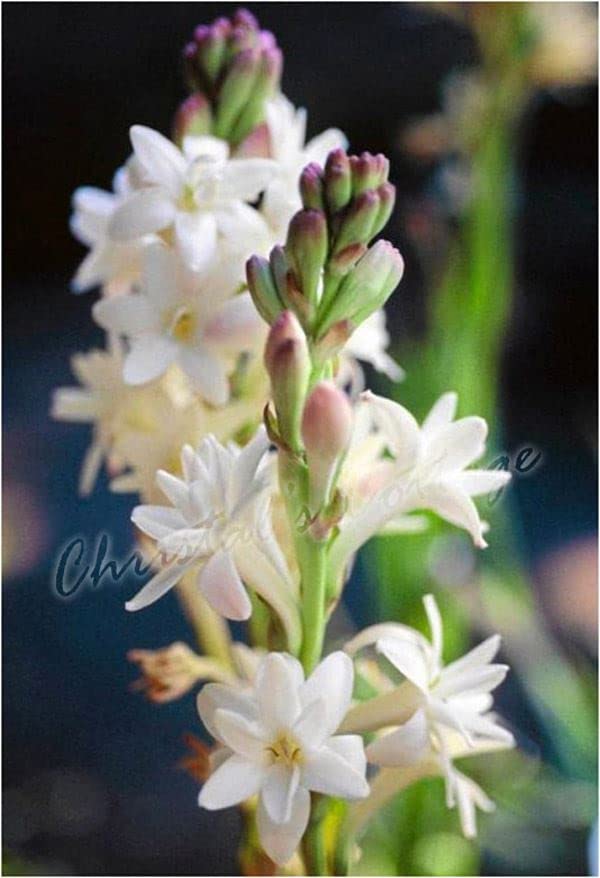 Blue Magic Design Fragrant Polianthes Tuberosa The Pearl Summer Gardening Bulb Corms Perennial White Flower Plant [10 Bulbs]
