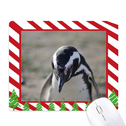 Tapis de souris pingouins science nature photo noël imprimé
