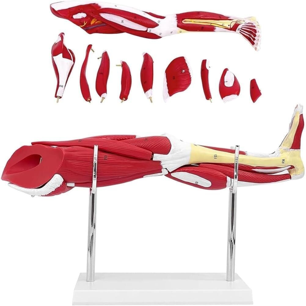 Modello anatomico del muscolo della gamba umana, modello anatomico dell'arto inferiore staccabile in 10 parti, con base for marcatura digitale e supporto, come ausilio didattico in classe.