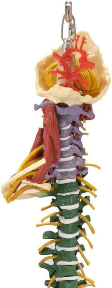 Life Size Vertebral Column Model 85CM Anatomy Muscle Spine with Stand, with Spinal Nerves, Skull Base, and Pelvis for Teaching Tools