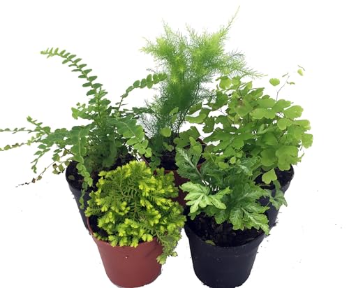 Mini Ferns for Terrariums/Fairy Garden - Live Plants - 5 Different Plants-2' Pots