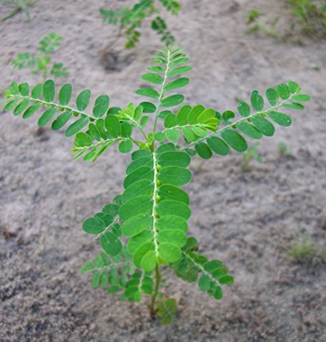 Creative Farmer Keezhanelli Phyllanthus Niruri Herbal Plant Live Healthy (Healthy Live Plant) 1