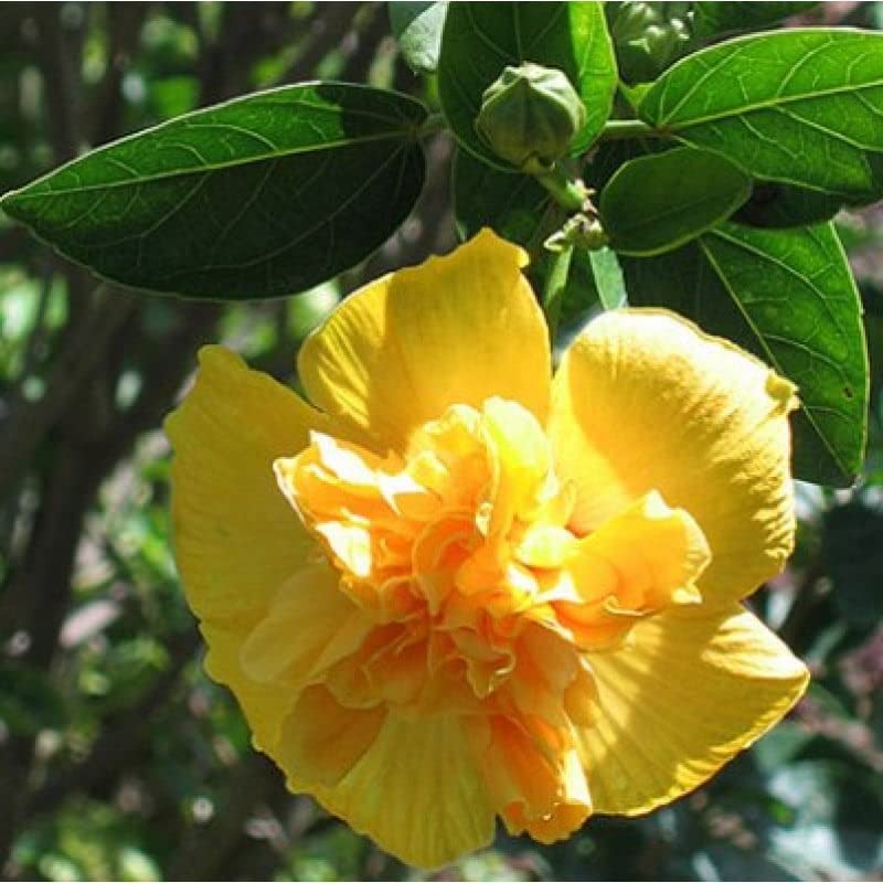 Mphmi Plant Hibiscus, Gudhal Flower rose mallow (Yellow red) - Plants (B08VGT1BGC) Amazon Price History, Amazon Price Tracker
