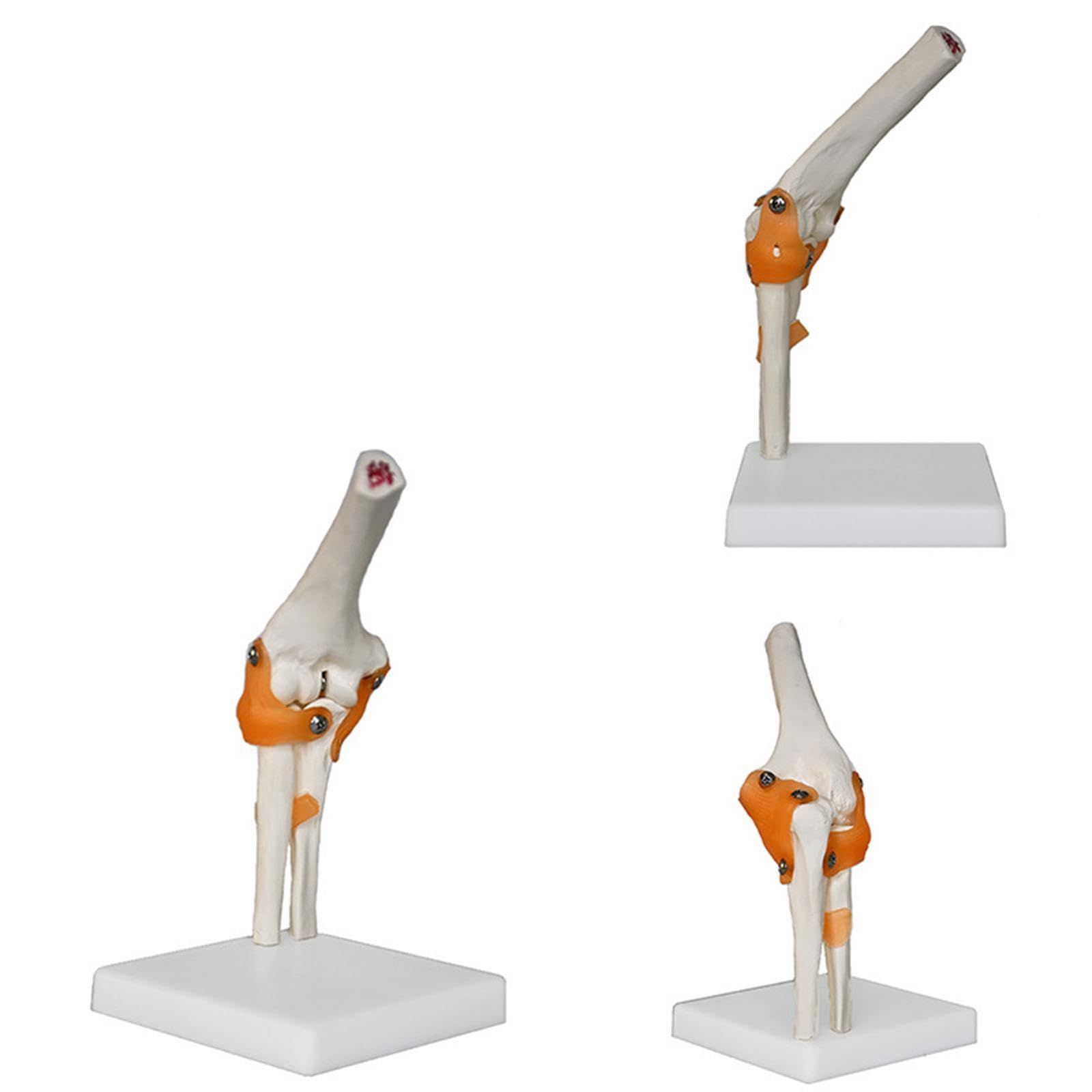 DYNWAVE Human Elbow Joint Model Skeleton Model Education Medical Training Sturdy with Flexible Ligaments Scientific for Study Display
