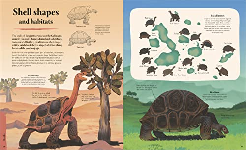 Galapagos: A Unique World of Natural Wonders