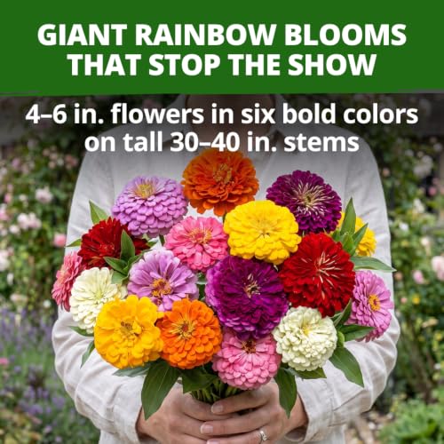 Image of HOME GROWN State Fair Zinnia Seeds (Zinnia Elegans) - 1,000 Flower Seeds for Planting 2026, 7.5g Bulk, Beds, Borders, Cottage Garden, Pollinator Friendly, Large Double Blooms