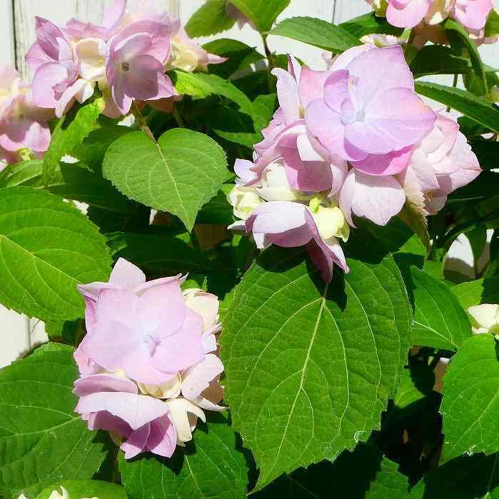 Amazon | 山アジサイ 山紫陽花 マルヤマボタン 5号鉢 丸山ボタン