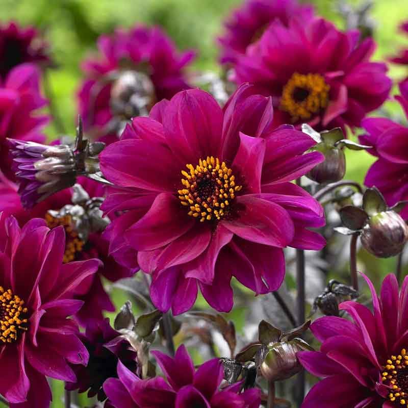 Eden Brothers Bishop of Canterbury Dahlia Bulbs