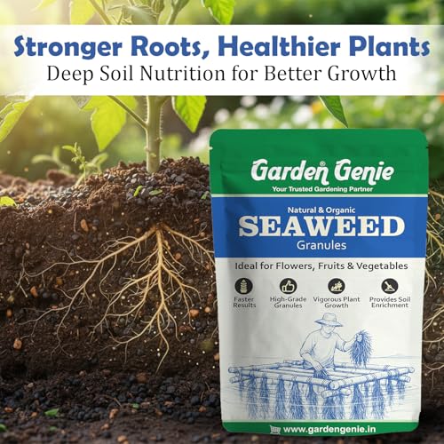 Image of Garden Genie Seaweed Extract Granules for Plants 250 Gm | Organic Fertilizer and Growth Promoter for All Indoor, Outdoor Home Garden Plants