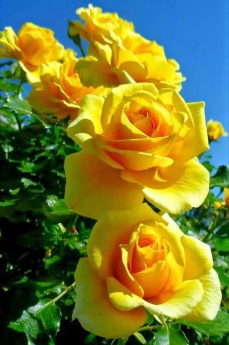Image of Bigreen Yellow Rose a€ inch Live Flowering Plant with Pot for Home & Garden Natural Plant Yellow Colour Rose Flower Tree Plant Hybrid Grafted