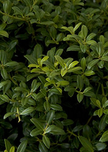 Soft Touch Holly (2.5 Quart) Finely Textured Compact Evergreen Shrub - Full Sun Live Outdoor Plant - Ilex Crenata #TOP4