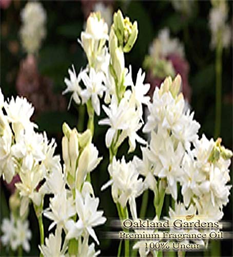 Tuberose Fragrance Oil - Heavy, White Floral with lushness of Tropical Blossoms - Bulk Fragrance Oils by Oakland Gardens (120 mL - 4.0 fl oz Bottle)