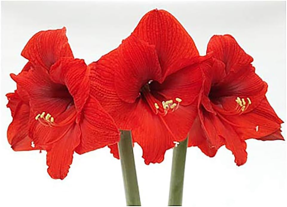 Red Waxed Red Lion Amaryllis Bulb - Over 1 Pound - 36 cm Bulb with 2-3 Stalks - Very Large Vibrant Red Blooms - No Soil or Water Needed - Perfect for Holiday Décor & Gifting