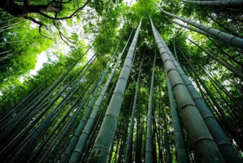 Giant Bamboo Seeds For Planting 100+ Seeds Growing #TOP2