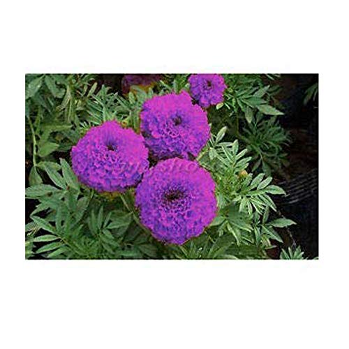 BEE GARDEN Purple Blue Marigold Seeds Exotic Flower Seeds Amazon.in