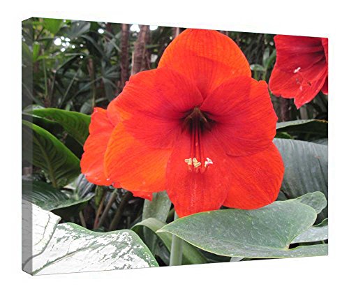 Impression sur toile fleurs contrastées 79 avec cadre en bois nature de 40,6 x 50,8 cm