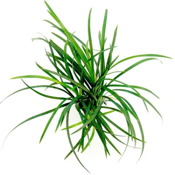 Ophiopogon Japonica Pussilus Tropical Healthy Aquarium Plant Shrimp Safe (5)