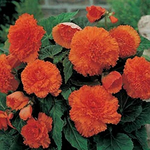 Begonia 'Fimbriata' Orange WPC Prins Quality Bulbs/Tubers Pack x3