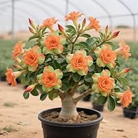 Wüstenrosenzwiebeln Für Draußen - Trockenheitsresistent & Pflegeleicht