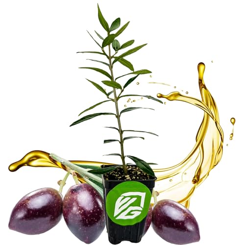 Chemlali Olive Tree - Olea europaea 'Chemlali' by Wellspring Gardens - Self-Pollinating Live Plant...