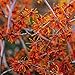 Orange Zaubernuss Aphrodite - Hamamelis intermedia Aphrodite - gelb-orange leuchtend winterblühend - Strauch mit angenehmem Duft - von Garten Schlüter - Pflanzen in Top Qualität