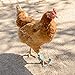 pranovo 2 Pack Chicken Protective Shoes for Silkie Leghorn Hen Small Booster Regular Hen Feet Paws Bumblefoot