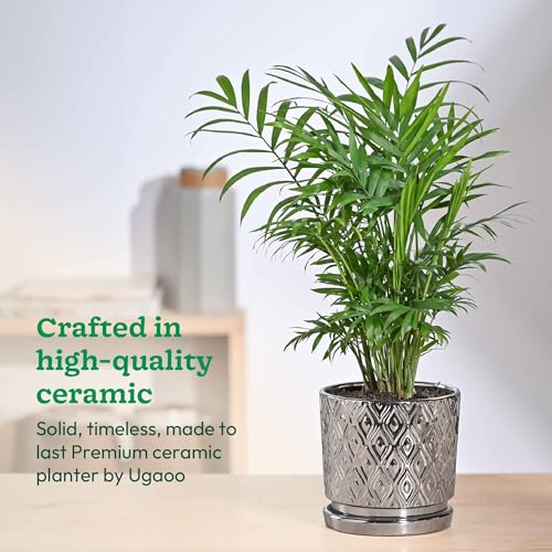 Image of UGAOO Peacock Ceramic Pot - 5 Inch | Ceramic pots for Indoor Plants | Ceramic Flower Pot for Living Room | planters for Home Decor (Silver)