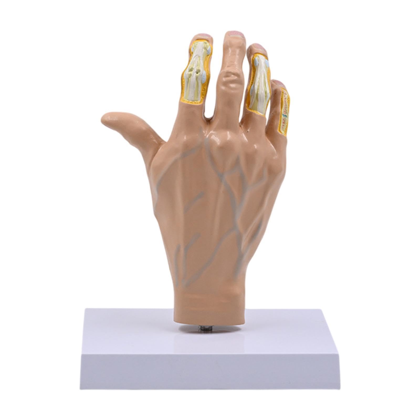 DYNWAVE Human Hand Model Scientific Lightweight,Sturdy,Education,Teaching Tool,1:1,Realistic Skeleton Model for Study Science Display