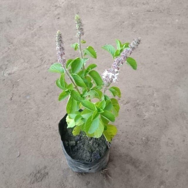 Kapoor Tulsi/Kedarnath Tulsi in 5 Inch Nursery Plant (B0CWF62VLC) Amazon Price History, Amazon Price Tracker