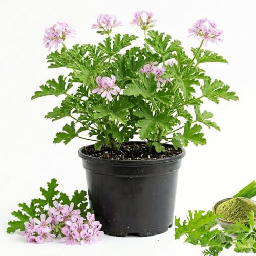 2 Citronella Plants Live Citronella Live Plants for Garden Patio Outdoor Indoor 3 to 4 Inc Tall Herb Plant No CA