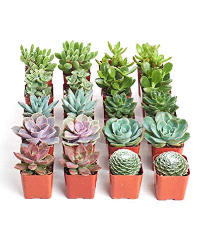 Shop Succulents Assorted Succulent Plant Pack Collection - Live Mini Succulent Plants, Low Maintenance,...