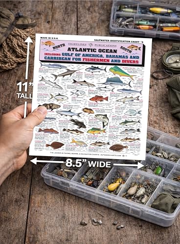 Guide poisson eau salée pour vos sorties de pêche en mer - 5