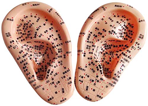 Modèle de point d'oreille acouponcture et massage méridiens - 7