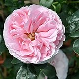 Kölle's Beste! Kletterrose 'Giardina'®, rosa, Topf 6 Liter