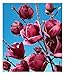 BALDUR Garten Magnolie Genie® winterhart, 1 Pflanze, winterhart Tulpenmagnolie Magnolienbaum, für Standort in der Sonne geeignet, blühend, Magnolia soulangiana Winterhart günstig Kaufen-BALDUR Garten Magnolie Genie® winterhart, 1 Pflanze, winterhart Tulpenmagnolie Magnolienbaum, für Standort in der Sonne geeignet, blühend, Magnolia soulangiana