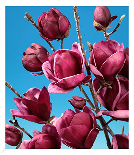 BALDUR Garten Magnolie Genie® winterhart, 1 Pflanze, winterhart Tulpenmagnolie Magnolienbaum, für Standort in der Sonne geeignet, blühend, Magnolia soulangiana